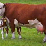 Kalendar teljenja za krave po datumu osjemenjavanja